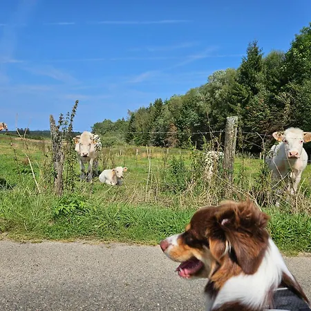 Haus Andrea Theresia 아파트